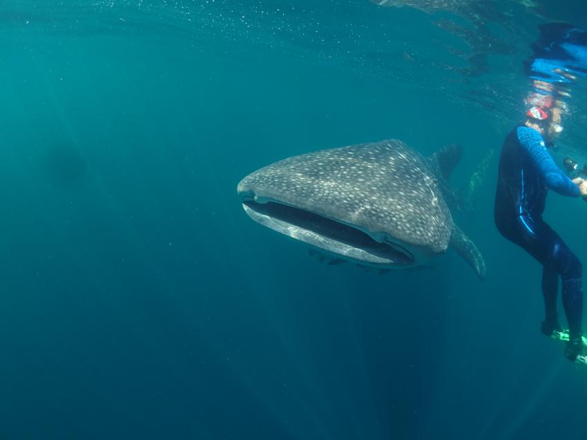 (c) Dave Reed, Triton Bay Divers, Indonesien, Allgemein