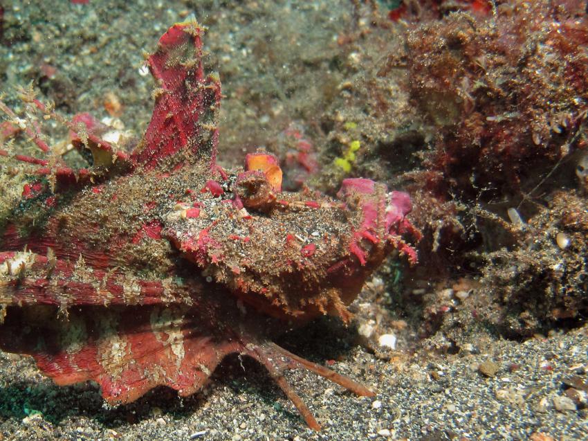 Diverse Tauchplätze. Unterkunft/Tauchschule Bastianos Resort, Lembeh, Lembeh Strait,Nord Sulawesi,Indonesien,Teufelsfisch