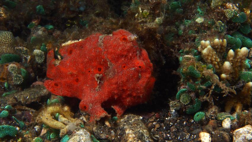 Frogfishmania Part 3, Lembeh Strait,Nord Sulawesi,Indonesien,Anglerfisch,Frogfisch