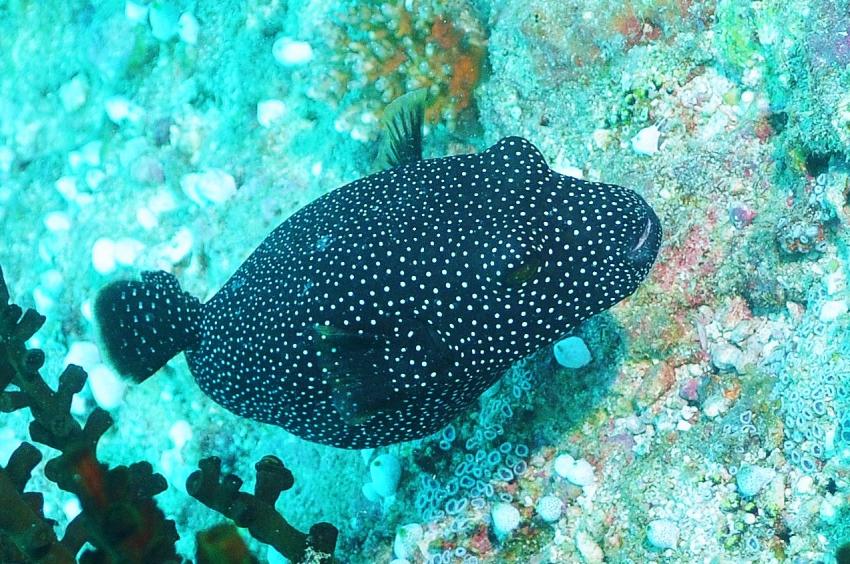 Nika Island Dive Dreams, Ari Atoll,Malediven