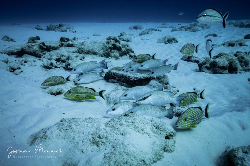 Deep Dive Mexico- Deutsche Tauchschule in Playa del Carmen, Mexiko