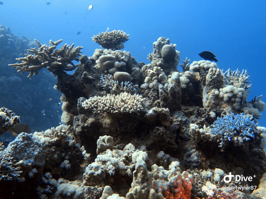 diving.DE Flamenco, Ägypten, El Quseir bis Port Ghalib