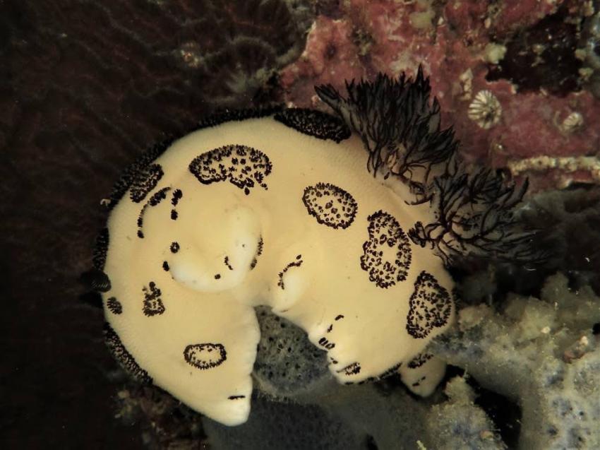 BADLADZ Beach and Dive Resort  - Puerto Galera, Philippinen