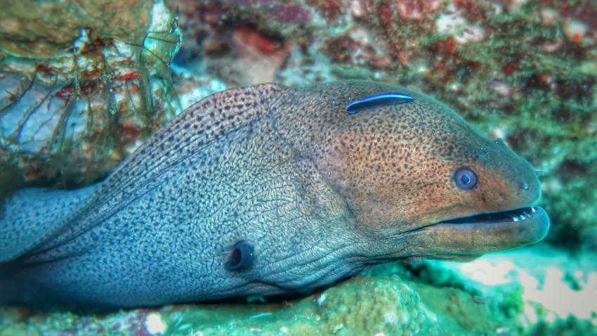 Wetzonedivers, Khao Lak, Thailand, Andamanensee