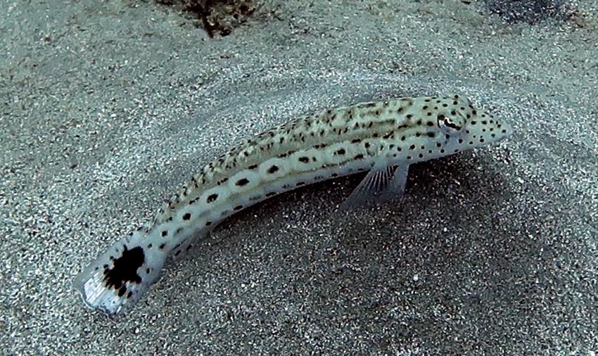 Ducks Diving Quesier at Rohanou Beach Resort, Ägypten, El Quseir bis Port Ghalib
