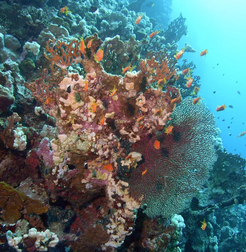 Safaga 01/2011 Teil 3, Safaga - allgemein,Ägypten