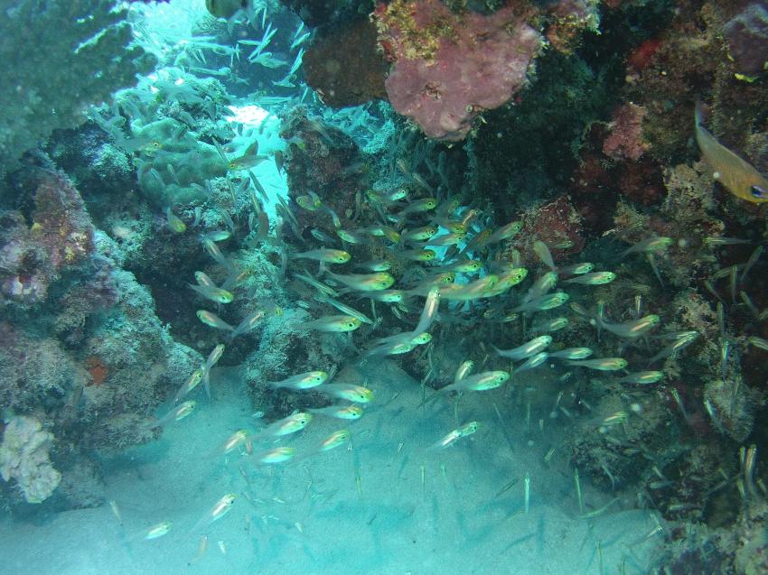 ADROUB diving, Ägypten, Marsa Alam und südlich