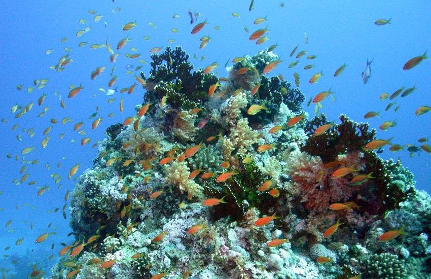 Safaga 01/2011 Teil 4, Safaga - allgemein,Ägypten