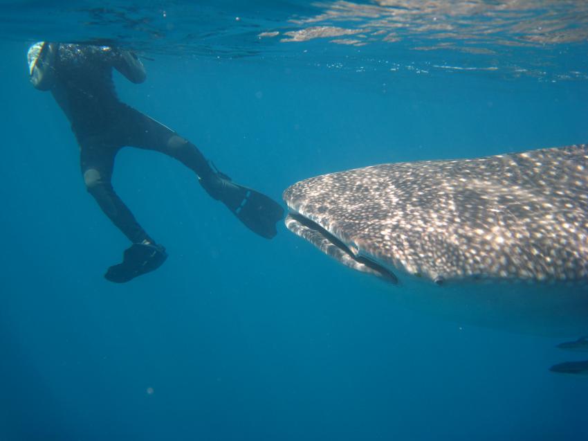 Mahe  Schnorchelfahrt zum Walhai mit Ocean Dream Divers, Mahé,Seychellen