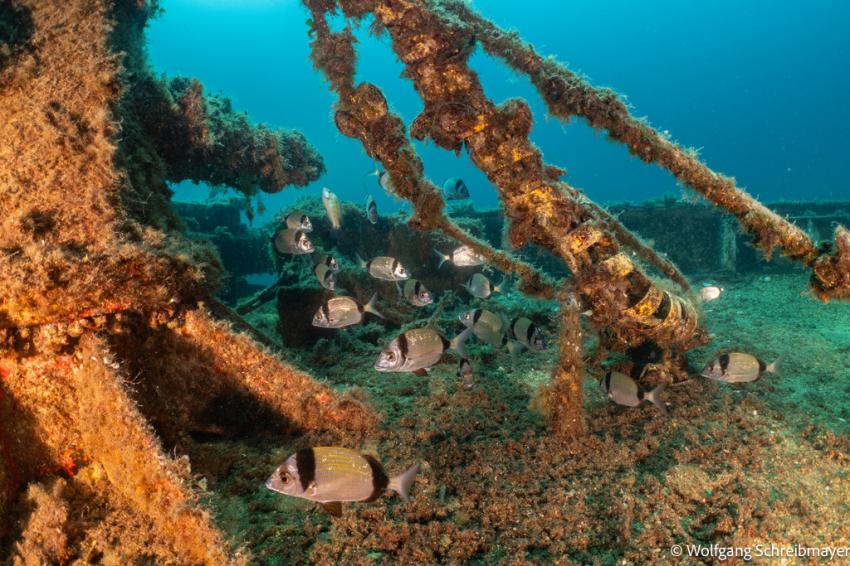Punta Diving, Betina, Kroatien