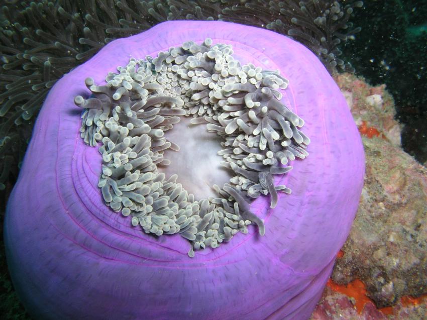 Phuket - Anemone Reef, Phuket,Thailand