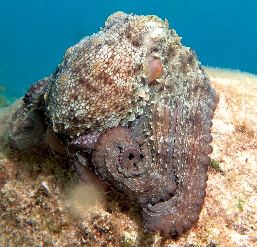 Octopussy, Robinson Club, Cala Serena, Mallorca, Spanien, Balearen