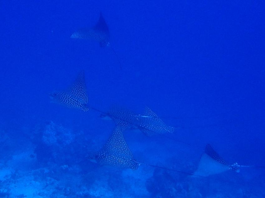 Atlantik Diving Center, Ägypten, El Quseir bis Port Ghalib