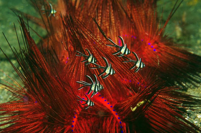 Diverse Tauchplätze. Unterkunft/Tauchschule Bastianos Resort, Lembeh, Lembeh Strait,Nord Sulawesi,Indonesien