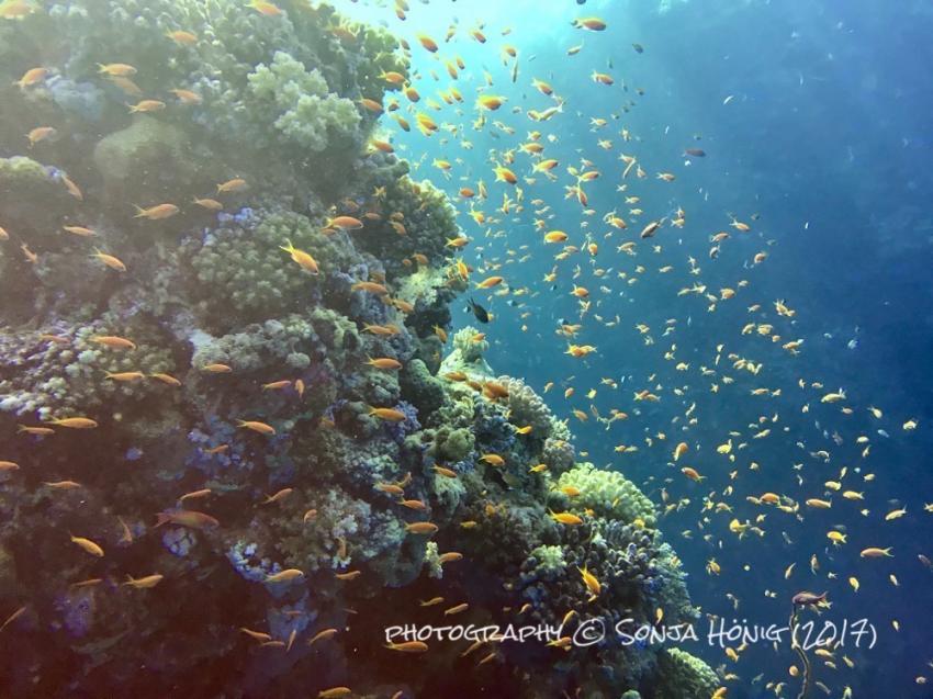 Riffleben, diving.de abu dabab, diving.DE Abu Dabab, El Malikia Resort, Ägypten, Marsa Alam und südlich