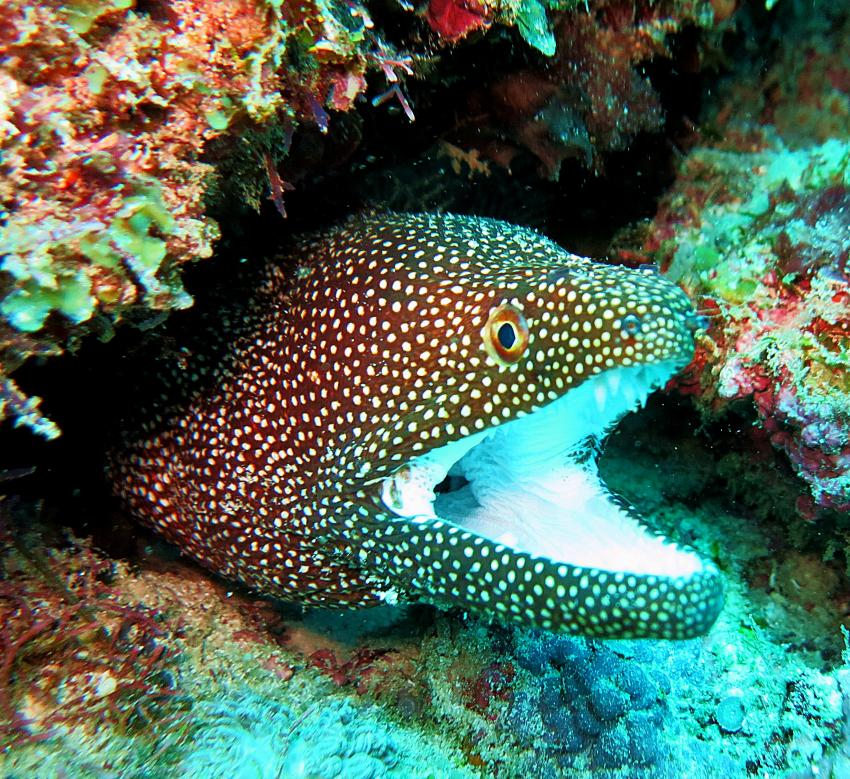 Karafuu Diving (Wimbi Diving), Zanzibar, Tansania