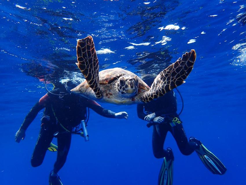 Schildkröte, Schildkröte, Vilu Reef, Süd Nilande Atoll, Sun Diving, Malediven