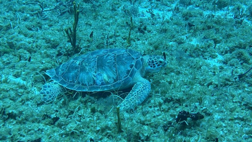 Cozumel Dive School, Mexiko