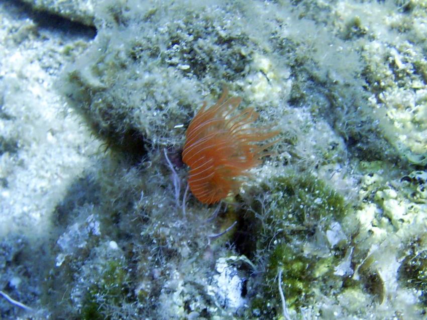 Bodrum - Turgutreis, Catal Ada - Cavern Reef, Bodrum - Turgutreis,Catal Ada - Cavern Reef,Türkei