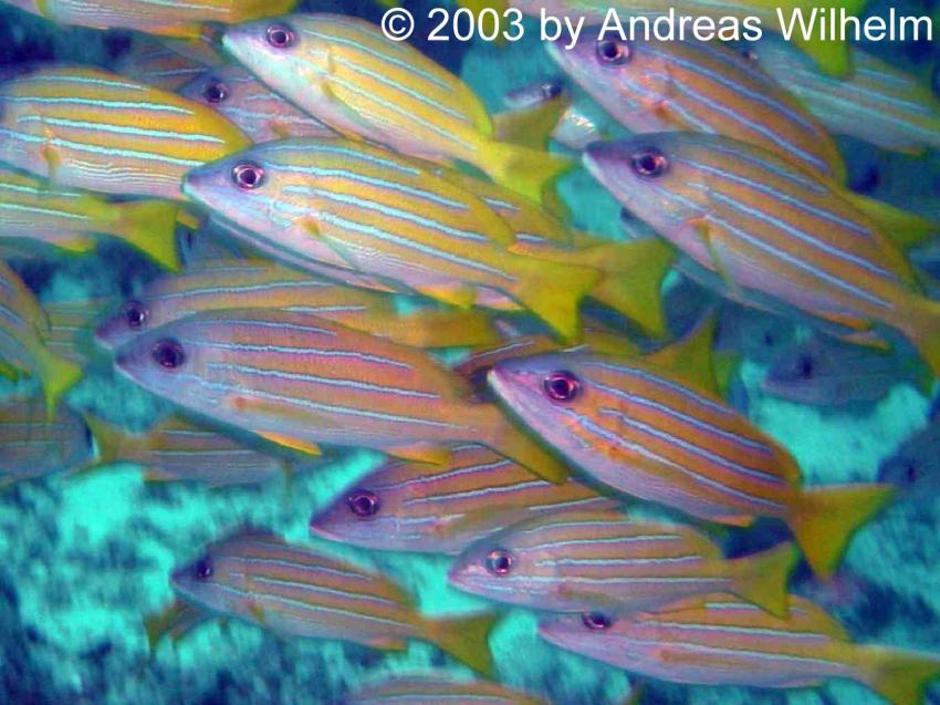 Maa Giri (Nord Male Atoll), Maa Giri,Nord Male Atoll,Malediven