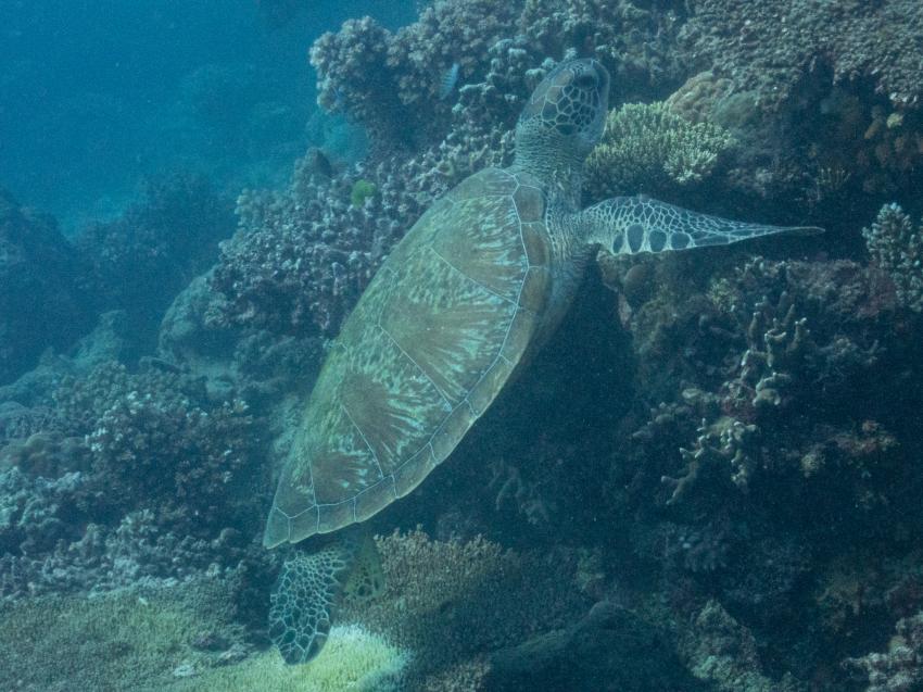 Ocean Quest, Deep Sea Divers Den, Cairns, Australien