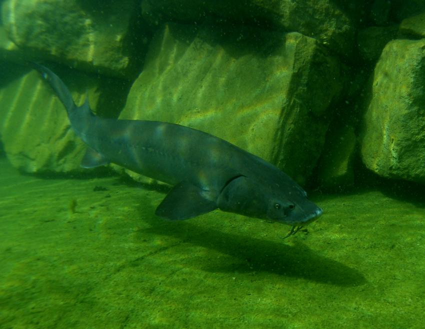 Ibbenbüren, Ibbenbüren,Unterwasserpark,Nordrhein-Westfalen,Deutschland