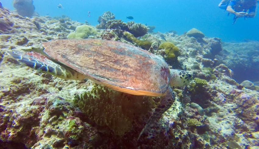 Angaga, SUB AQUA DiveCenter, Malediven