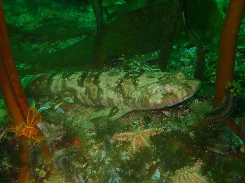 Cape Town Dive Centre, Glencairn, Südafrika