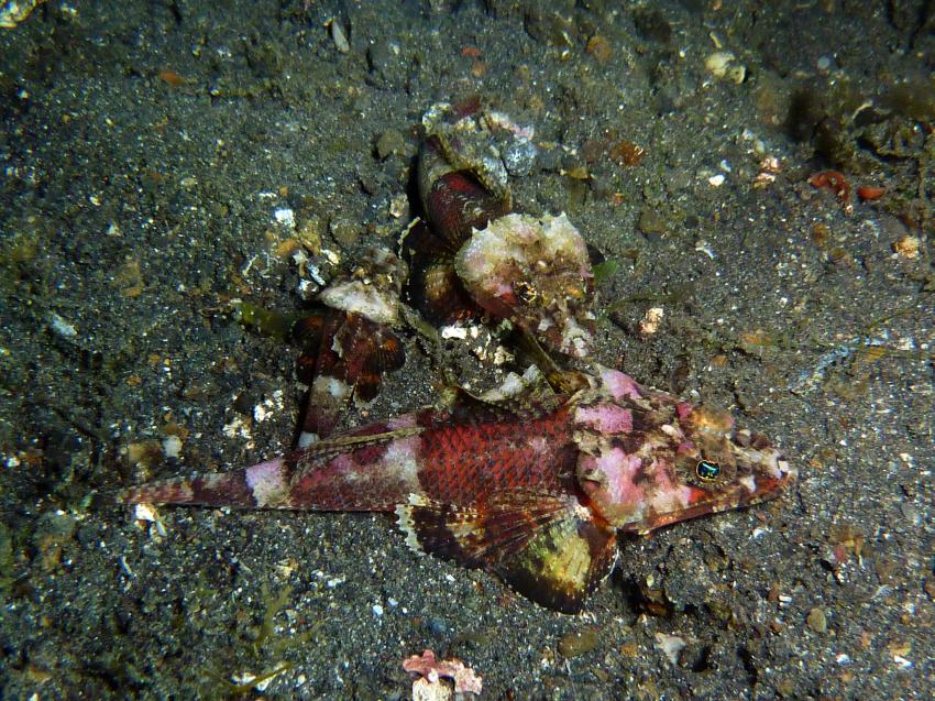 Lembeh, Diverse