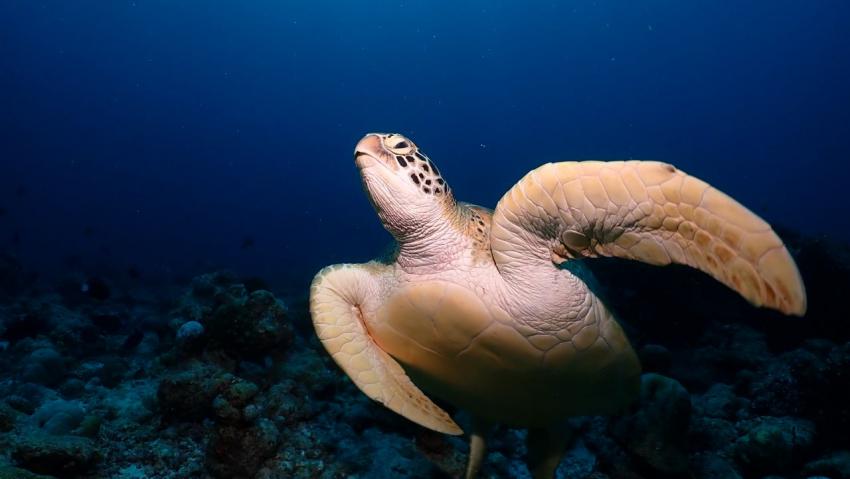 DivePoint Guraidhoo, Malediven