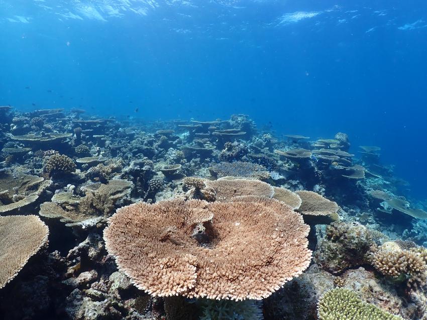 Hausriff, Korallen, Euro-Divers Amari Havodda, Malediven