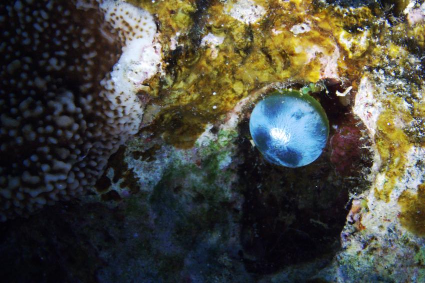 Big Blue Mashraba, Dahab, Ägypten, Sinai-Nord ab Dahab