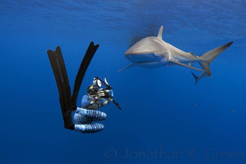 Seidenhaie überall - Darwin Arch ist voll von Haien, Galapagos, Ecuador, Tauchsafari, Tauchen, Hai, Seidenhai, Hai Schutz & Forschung, Galapagos Shark Diving