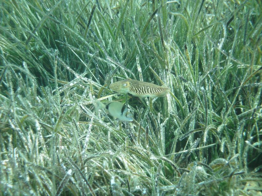 Halkidiki - Athos, Halkidiki - Athos,Griechenland