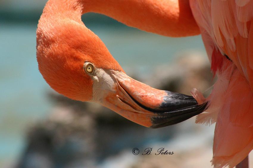 Curacao, Curacao,Curaçao,Niederländische Antillen,Flamingo