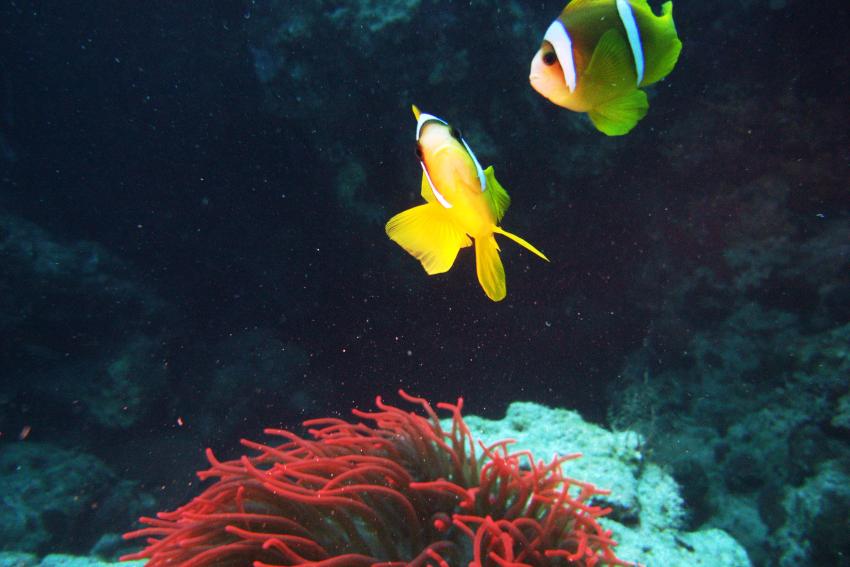 Big Blue Mashraba, Dahab, Ägypten, Sinai-Nord ab Dahab