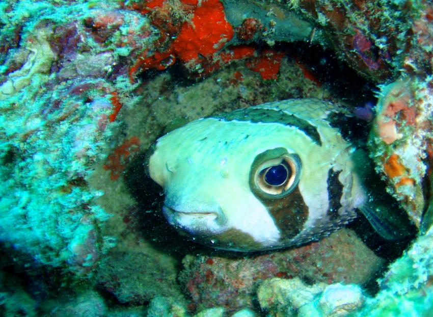 Mahe,Beau Vallon -Ocean Dream Divers, Mahé,Seychellen