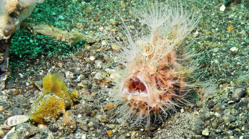 Nord-Sulawesi - Lembeh-Street: Hairy Frogfish