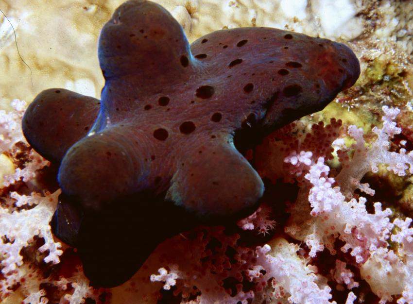 Similans, Surin, Similan Islands,Thailand,Samtschnecke