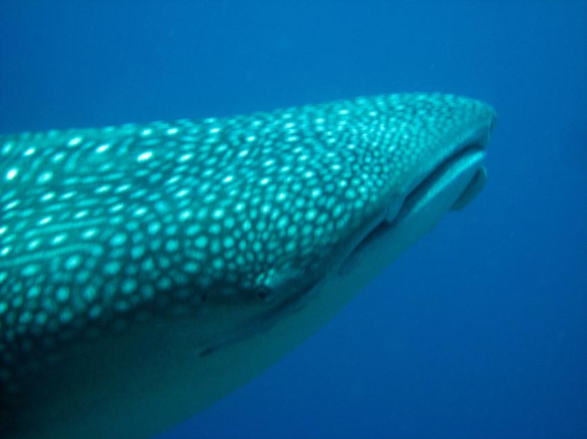 Der Kopf des Walhais