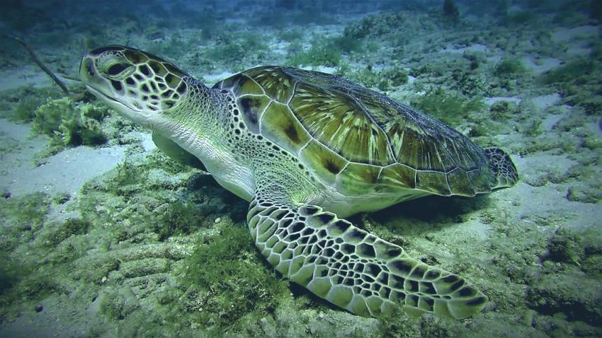 Turtle, Coral Divers, Niederländische Antillen, Curaçao