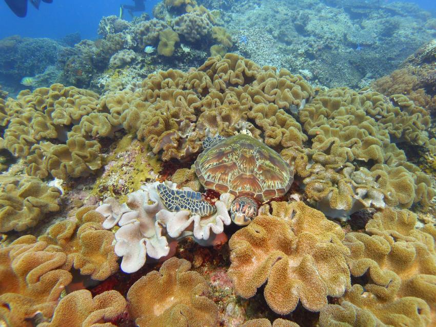 Dive Society @ Sea Dream Resorts, Dauin, Philippinen