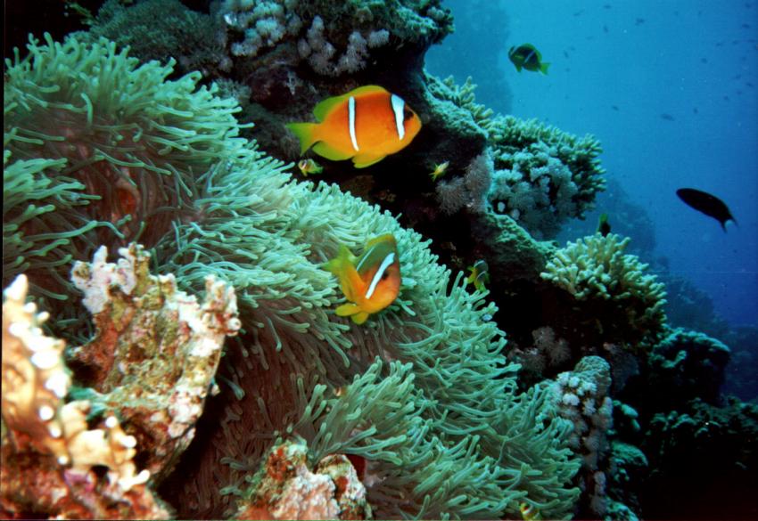 Safaga, Safaga - allgemein,Ägypten