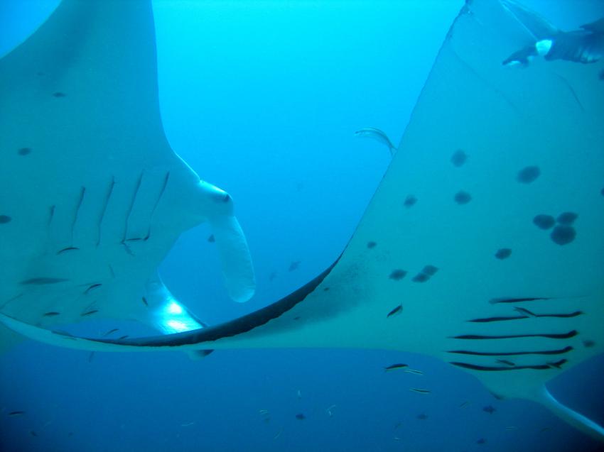 Donkalo Thila (Ari Atoll), Donkalo Thila,Ari Atoll,Malediven