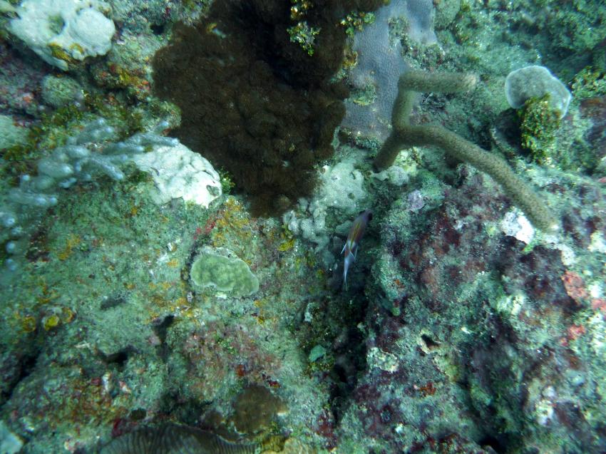 Coral Garden, Coral Garden,Juan Dolio,Dominikanische Republik