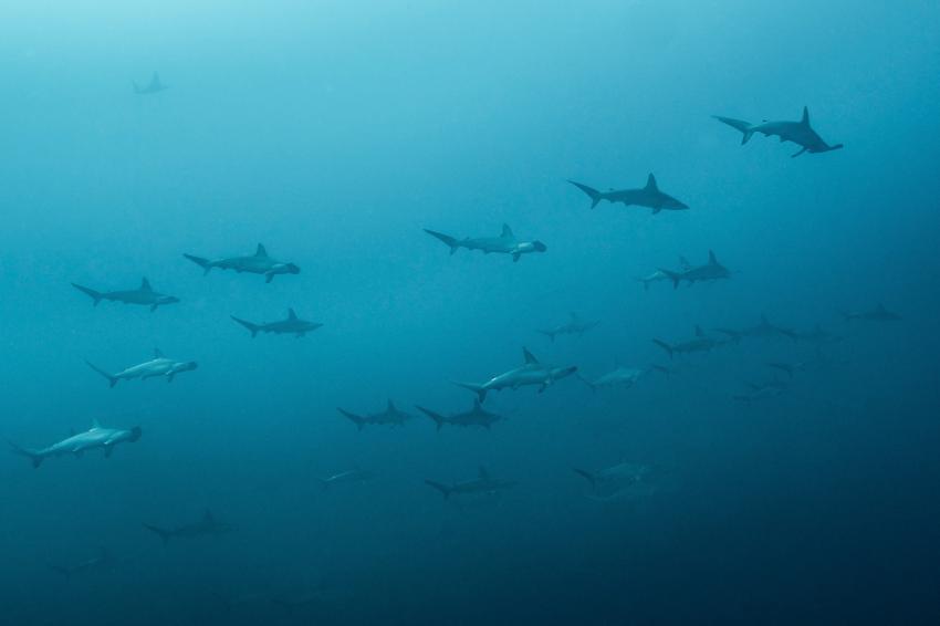 Hammerhaischule, Hammerhai, Hammerhaischule, Hammerhead Shark, Manta Scuba Diving, Baja California South, Mexiko
