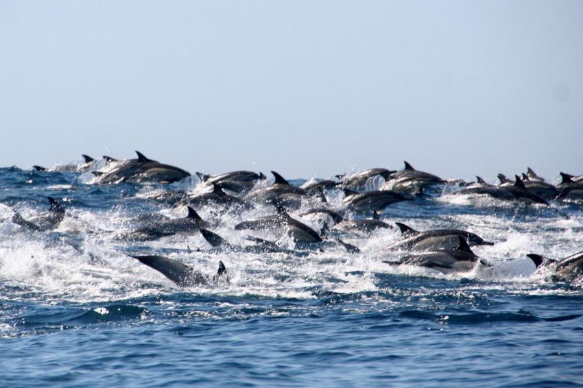 Common Dolphins - manchmal fast Tausend, Dive Expert-Tours ,   Südafrika, Südafrika