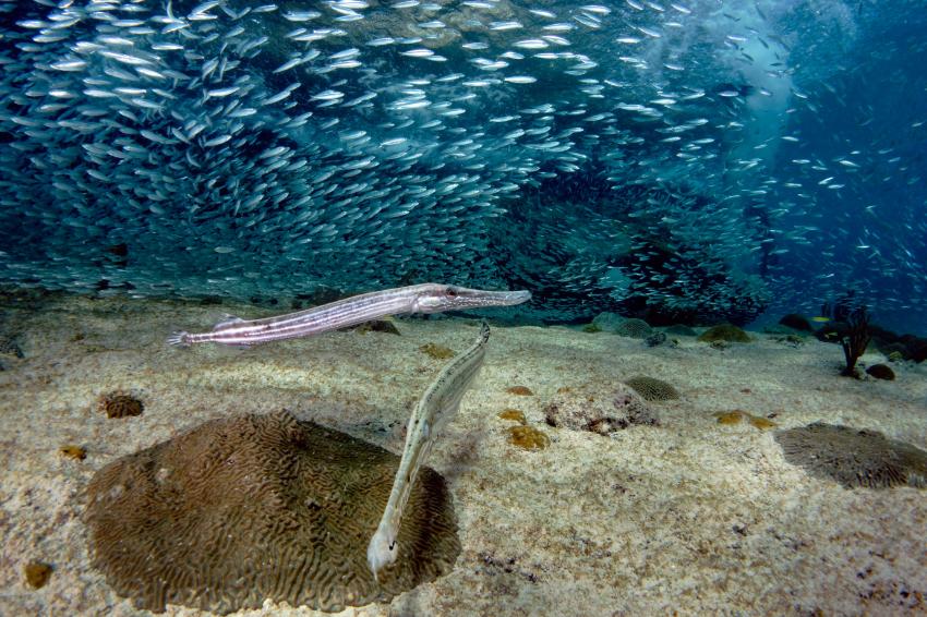 Trompetenfische bei der Jagd, Lagun Blou Dive, Niederländische Antillen, Curaçao
