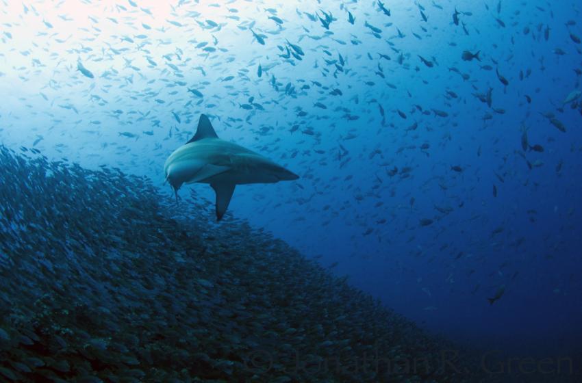 Schwarzspitzenhai oberhalb einer großen Schule von Stachelmakrelen, Galapagos, Ecuador, Tauchsafari, Tauchen, Hai, Schwarzspitzenhai, Hai Schutz & Forschung, Galapagos Shark Diving