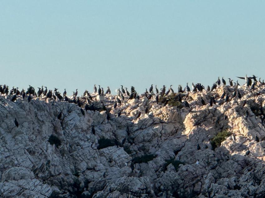 Diving Center Styria Guenis - DIE Tauchbasis auf der Insel Krk, Kroatien